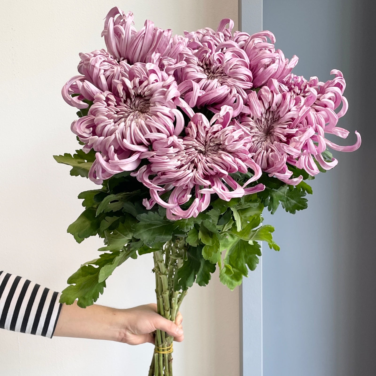 Chrysanthemums - Vienna Pink