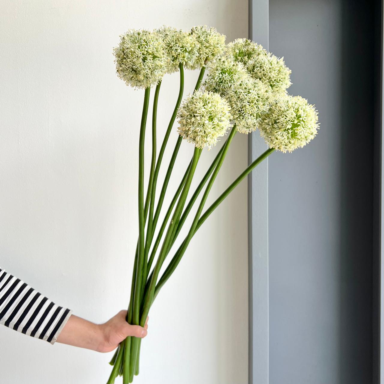 Allium Mount Everest White