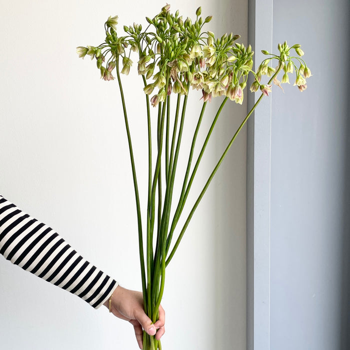 Florette_Flower_Market_Allium_Siculum