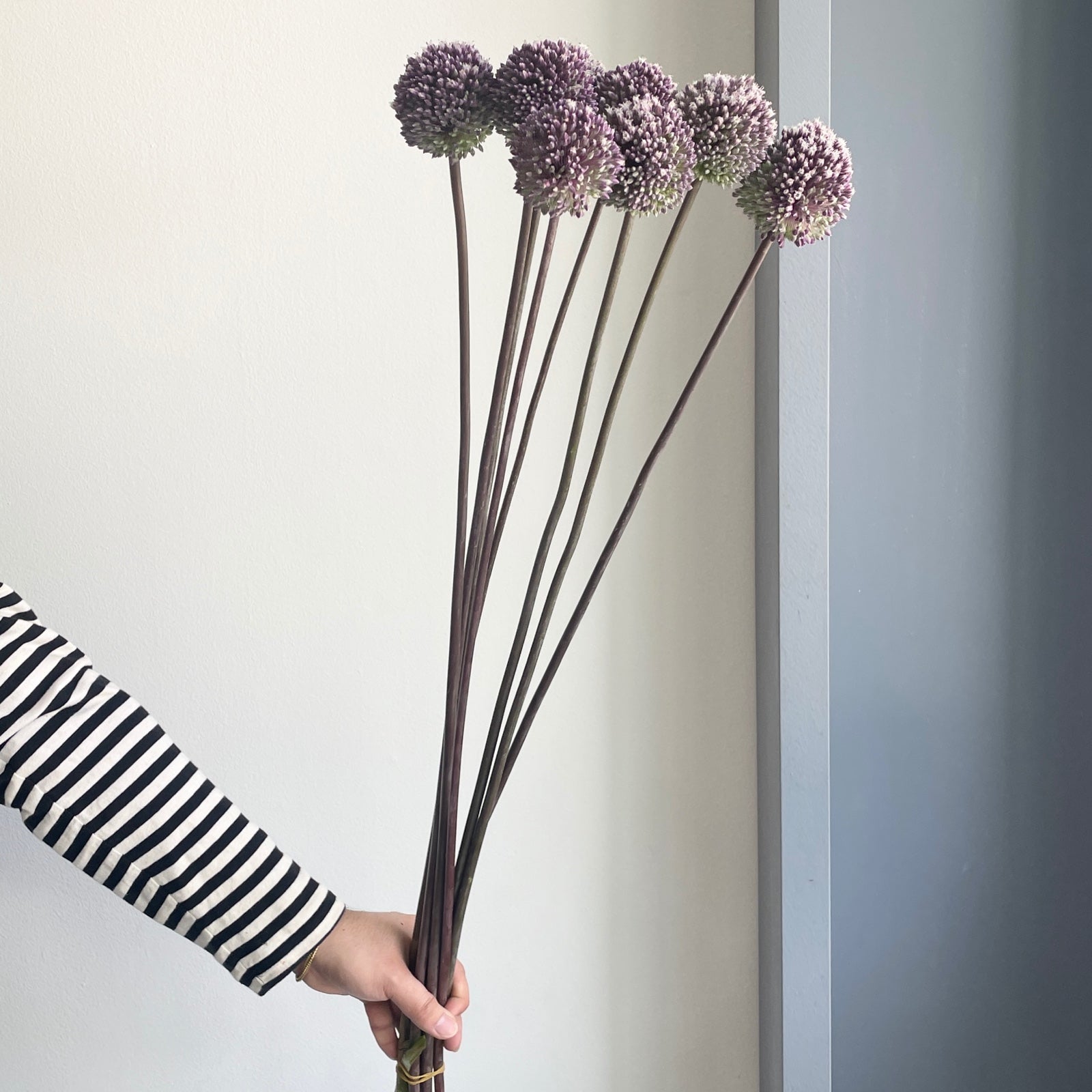 Allium - Summer Drummer