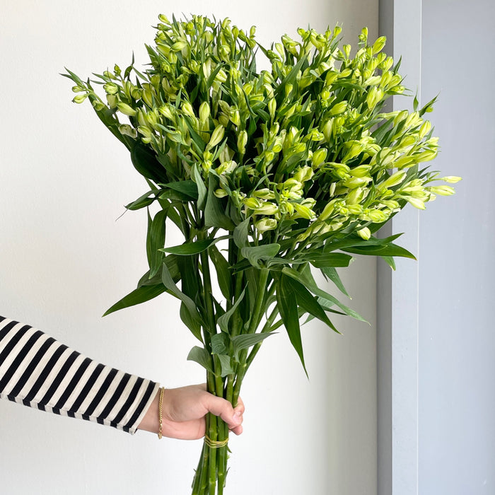 Florette_Flower_Market_Alstroemeria_White