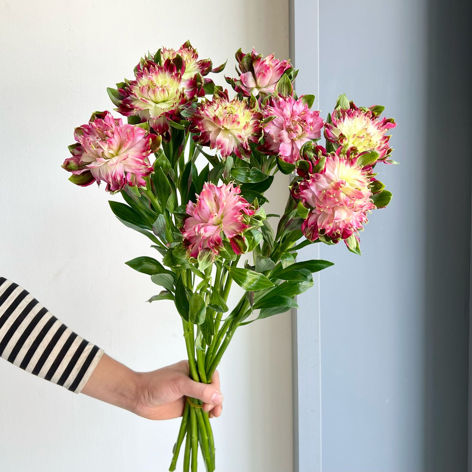 Alstroemerias - Fash Sofiena Pink