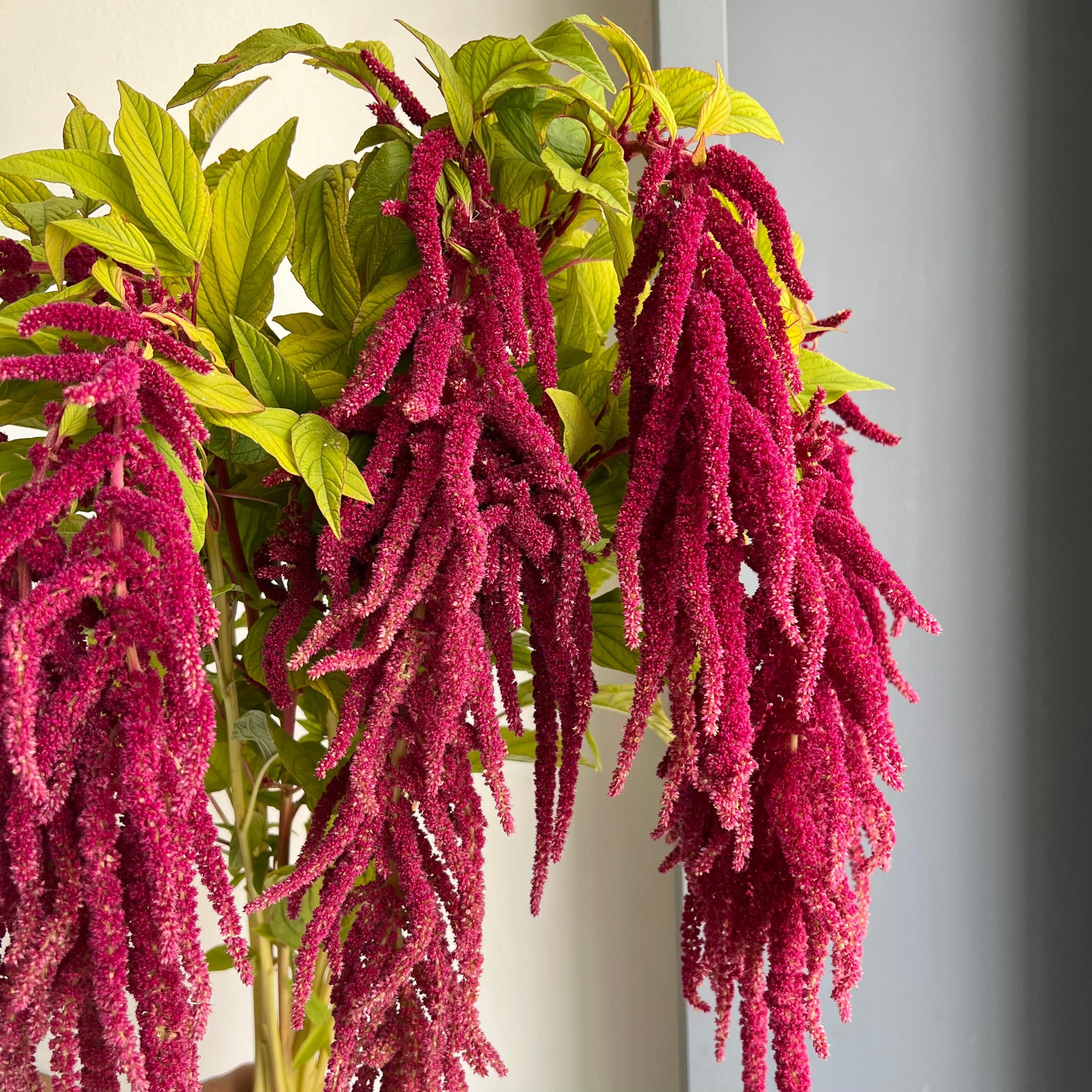 Amaranthus Hanging Caudatus Red Cord