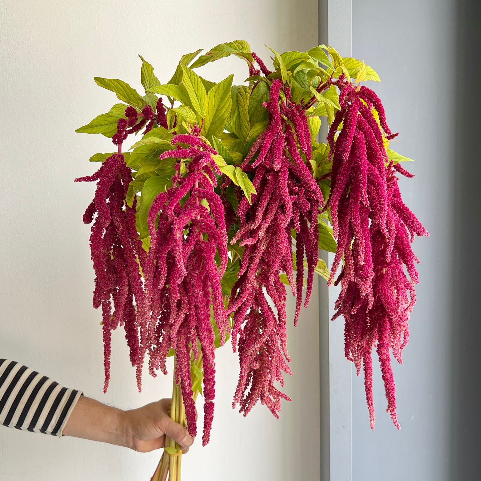 Amaranthus Hanging Caudatus Red Cord