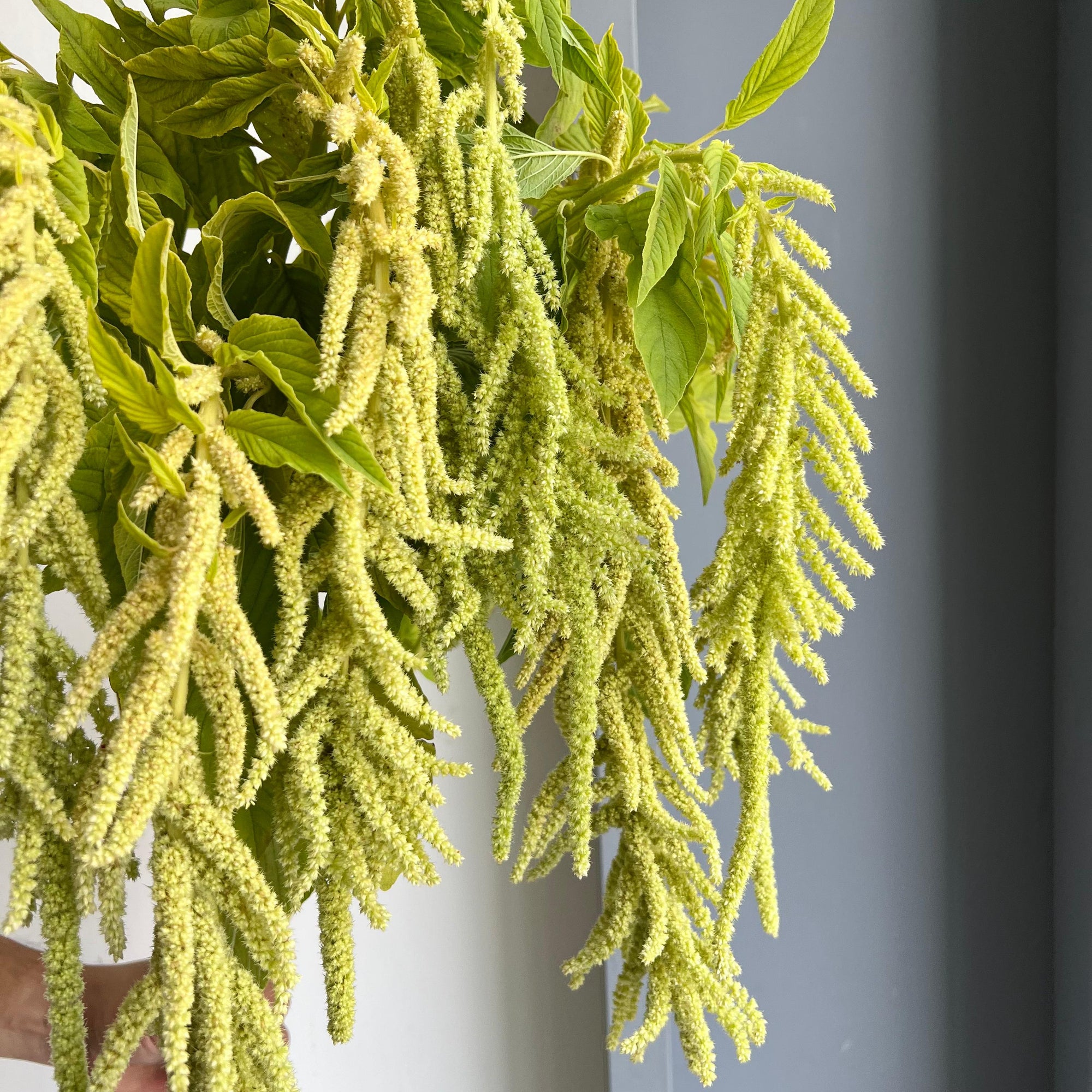 Amaranthus Hanging Caudatus Viridis Green
