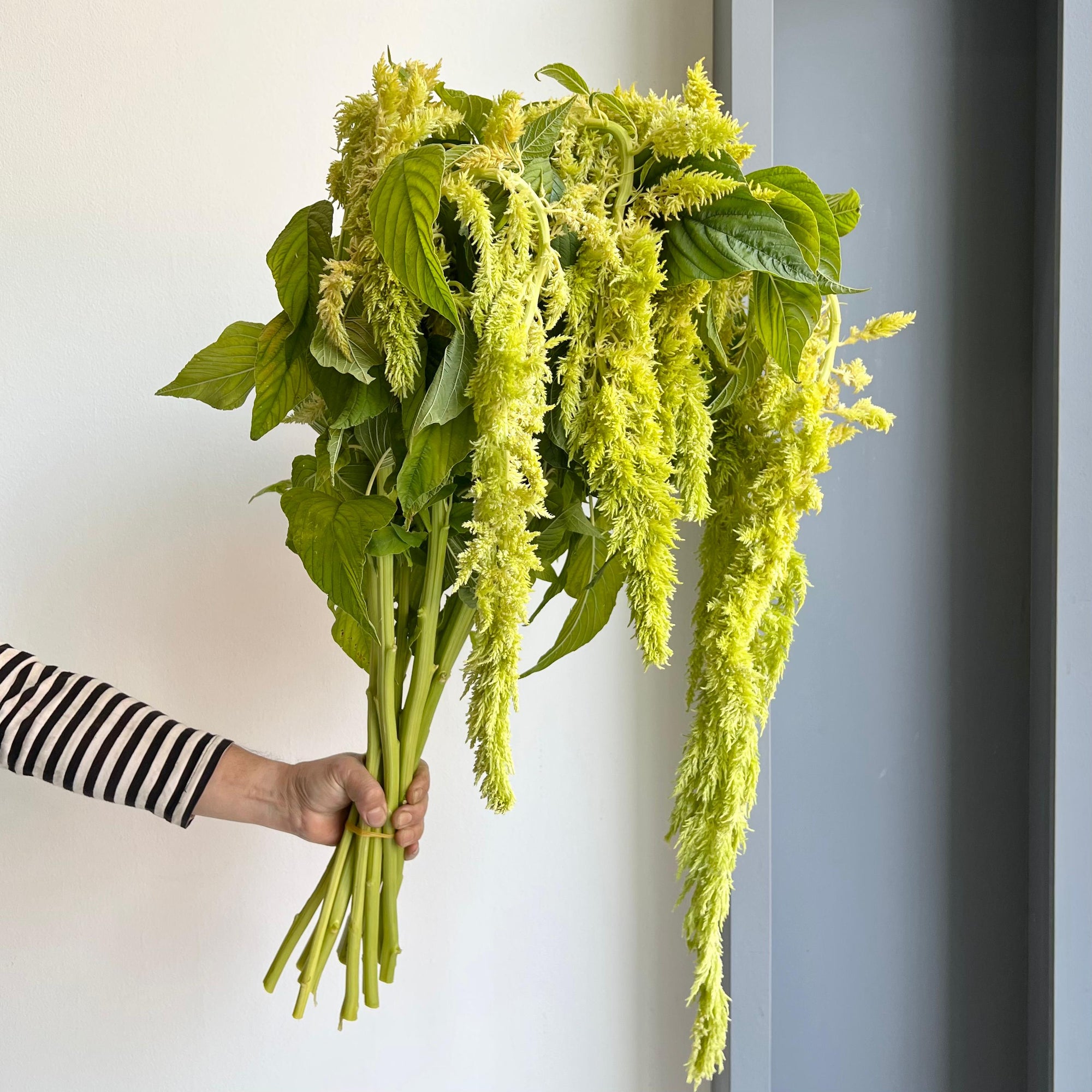 Amaranthus - Caudatus Green Spider