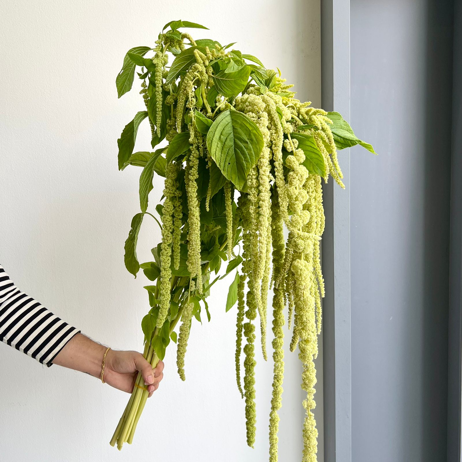 Amaranthus Hanging Caudatus Green Pearl