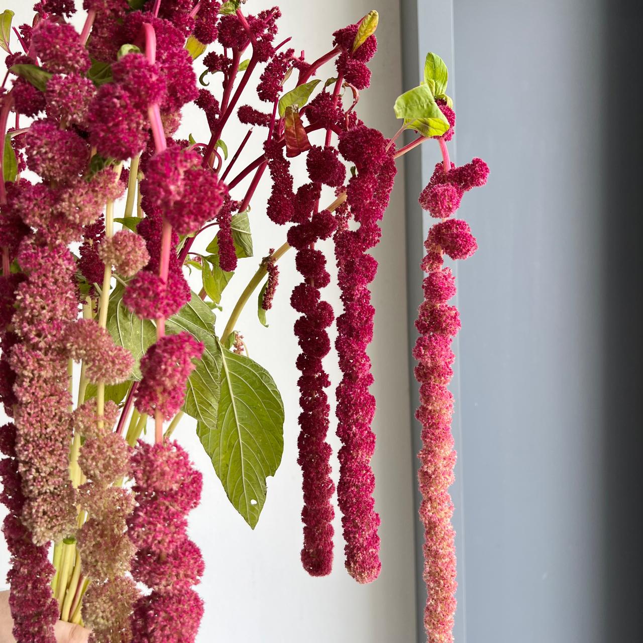 Amaranthus Hanging Caudatus Rosary Red