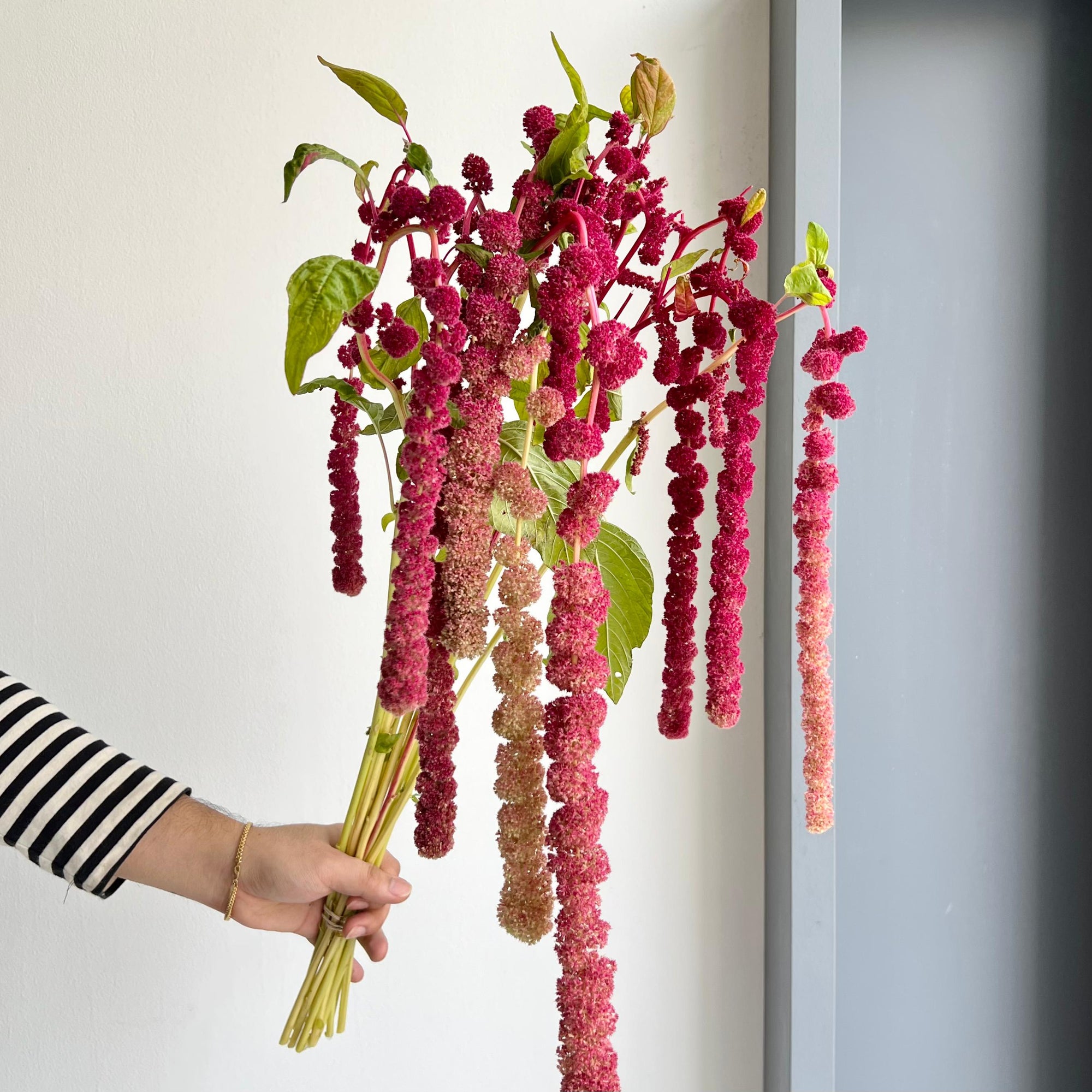 Amaranthus Hanging Caudatus Rosary Red