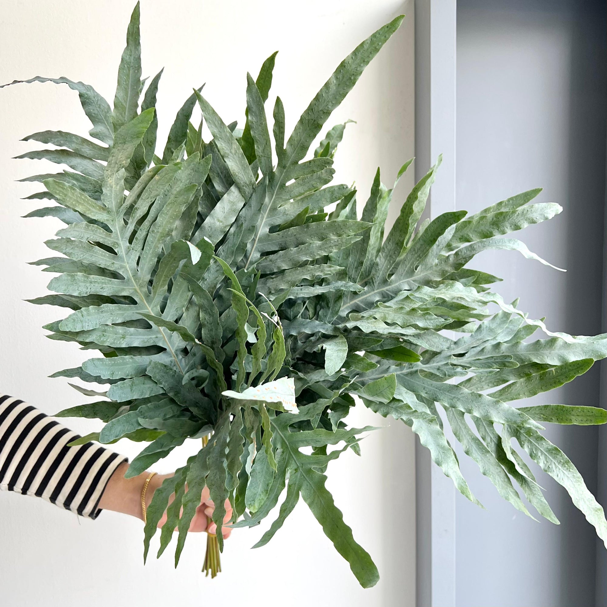 Blue Star Fern