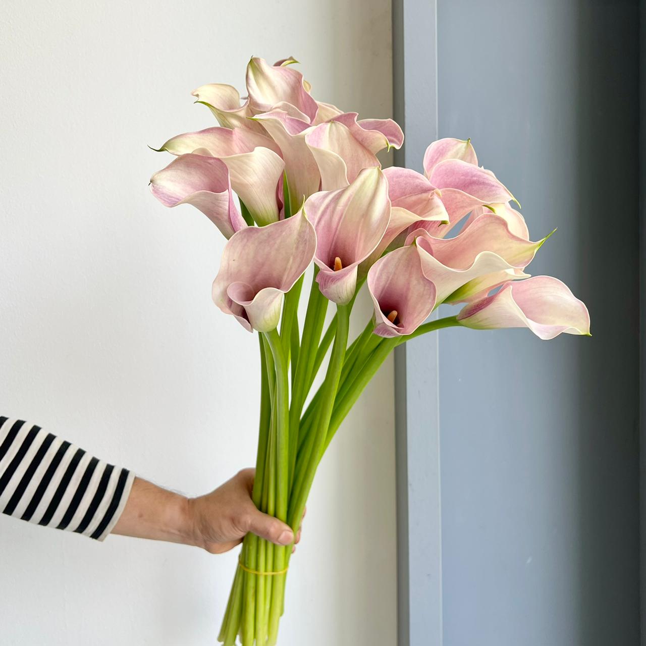 Calla Lilies - Captain Rosette Light Rose Pink
