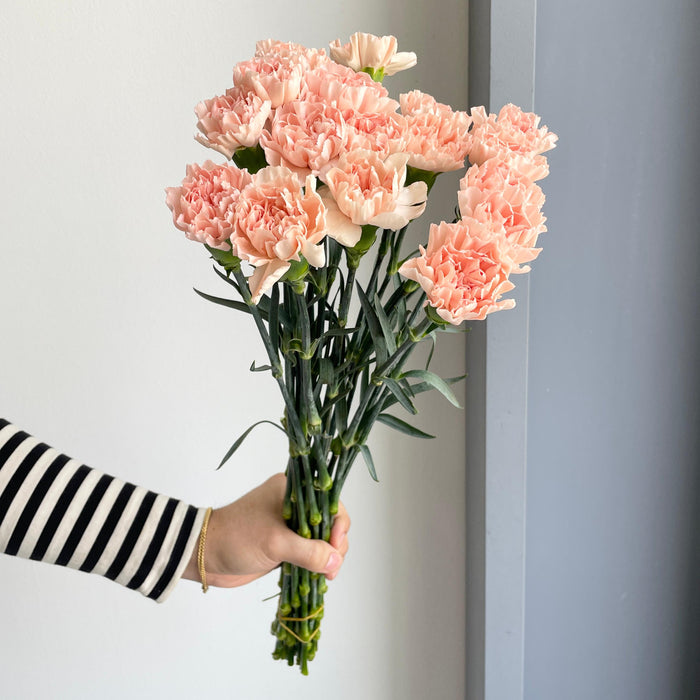 Florette_Flower_Market_Carnation_Peach-10-07-2025