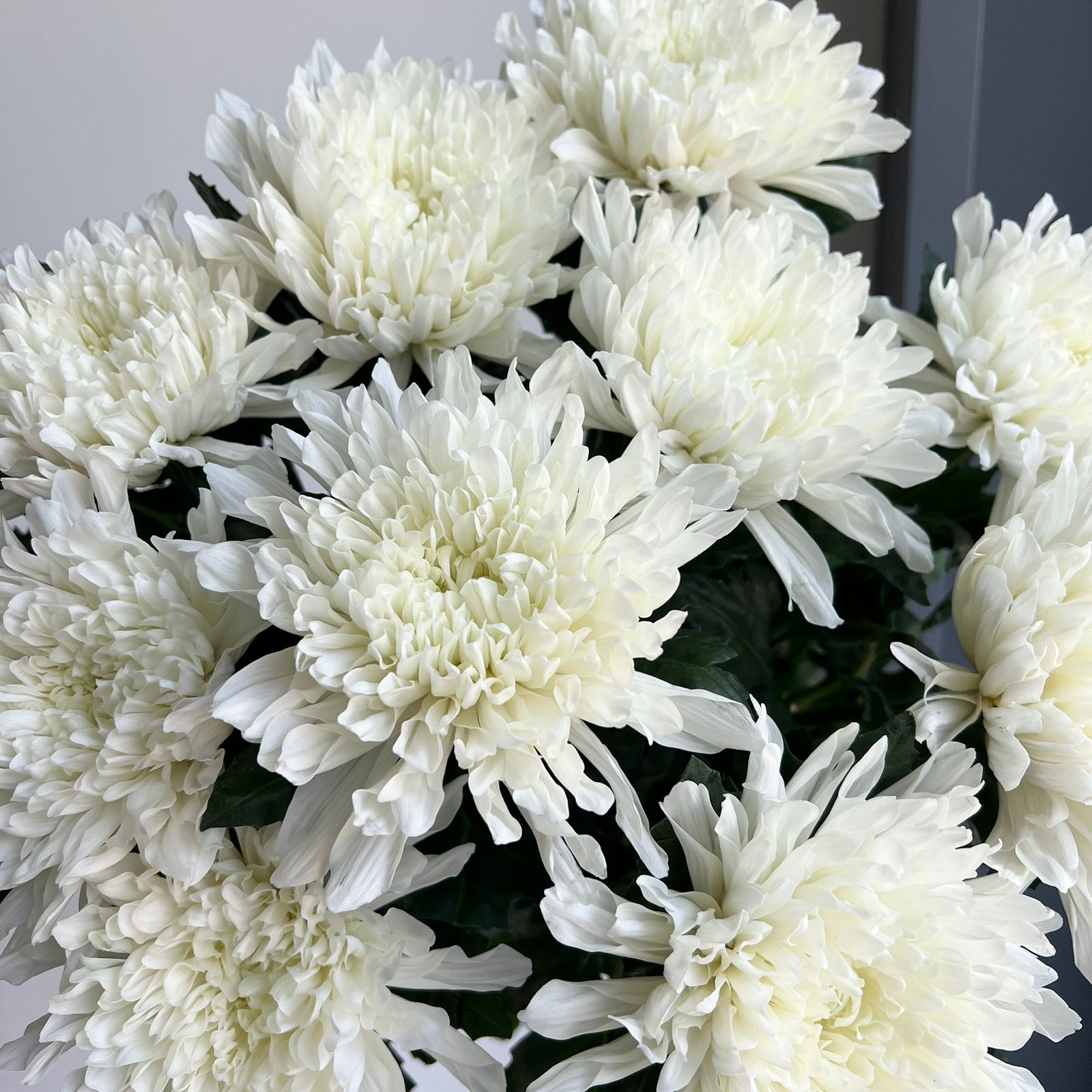 Chrysanthemum - Antonov White