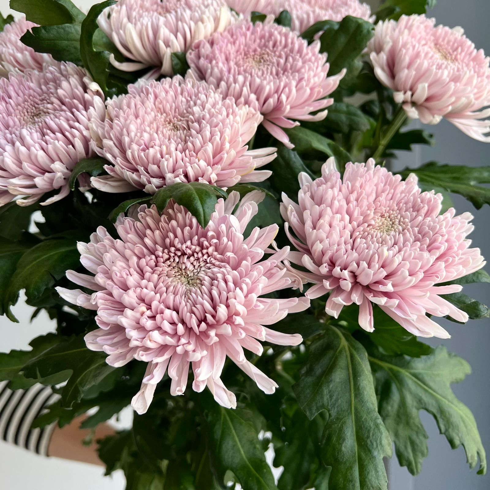 Chrysanthemums - Hornbill Pink