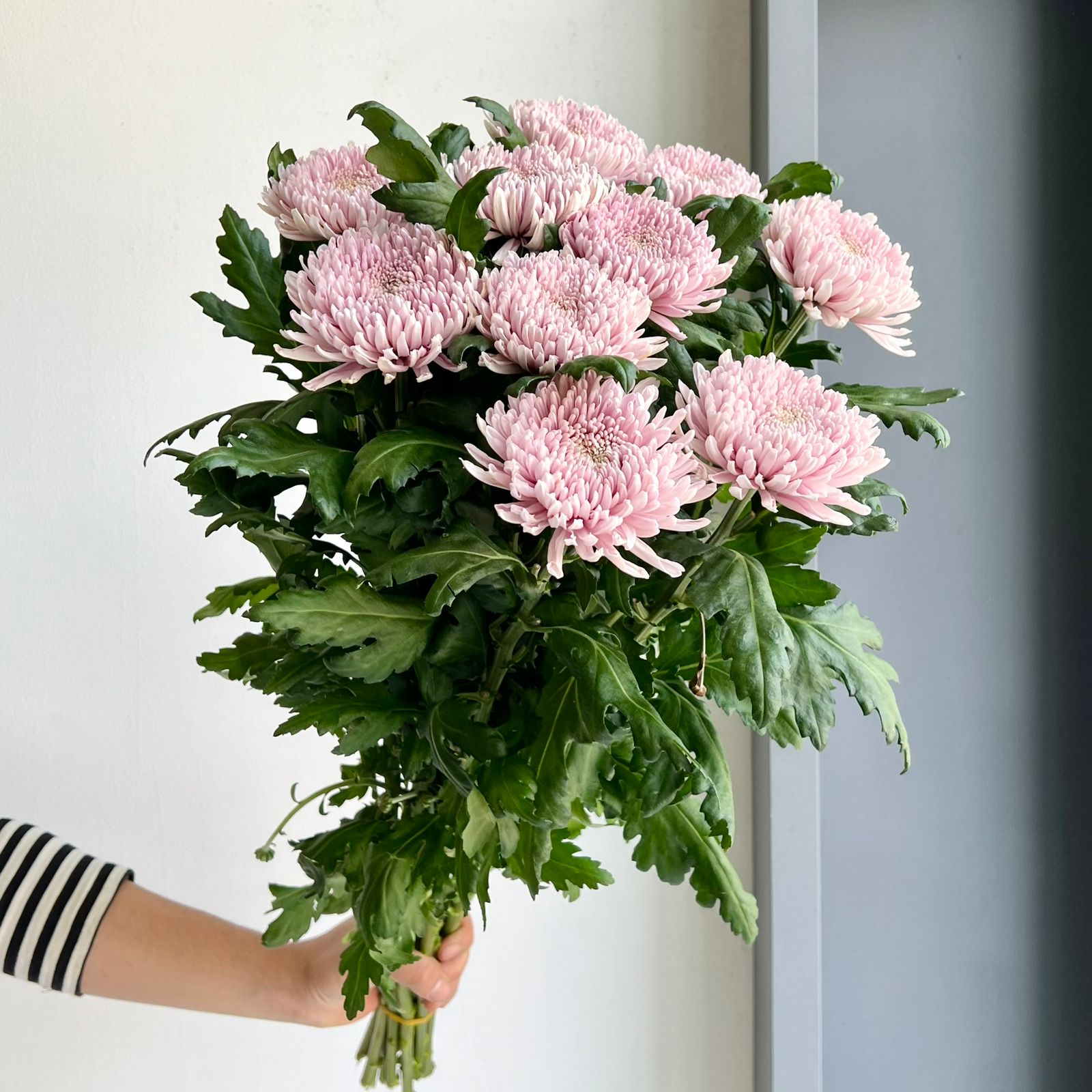 Chrysanthemums - Hornbill Pink
