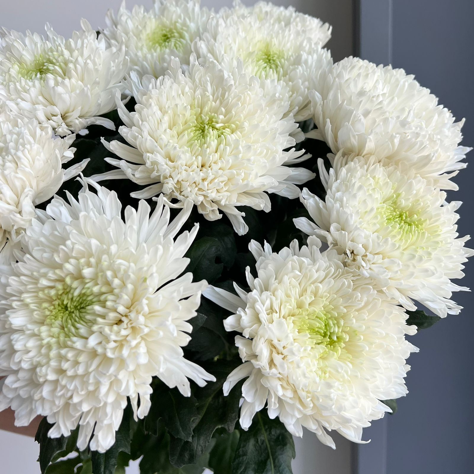 Chrysanthemums - Magnum White