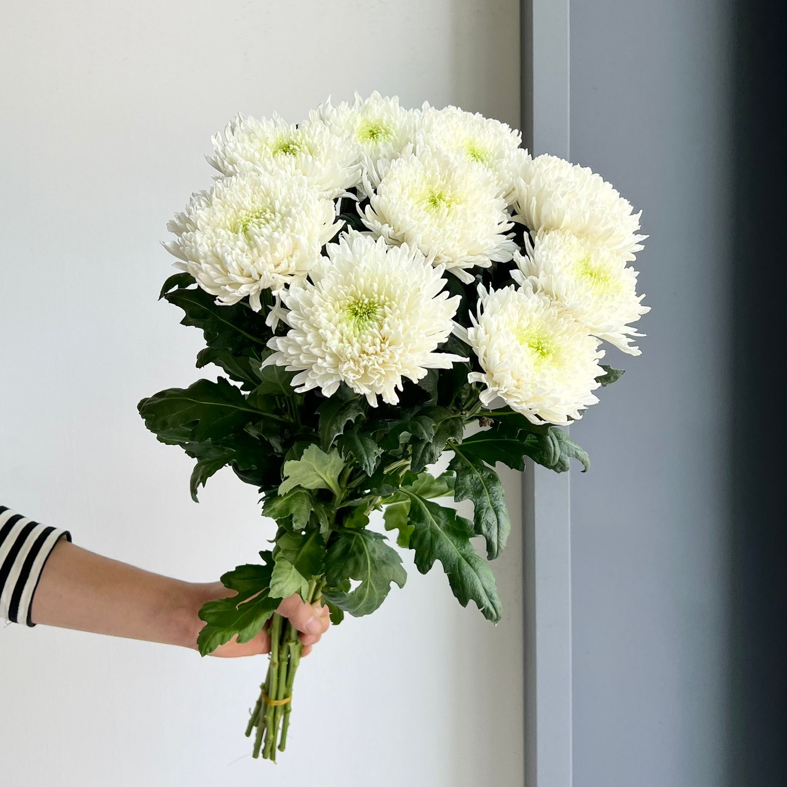 Chrysanthemums - Magnum White