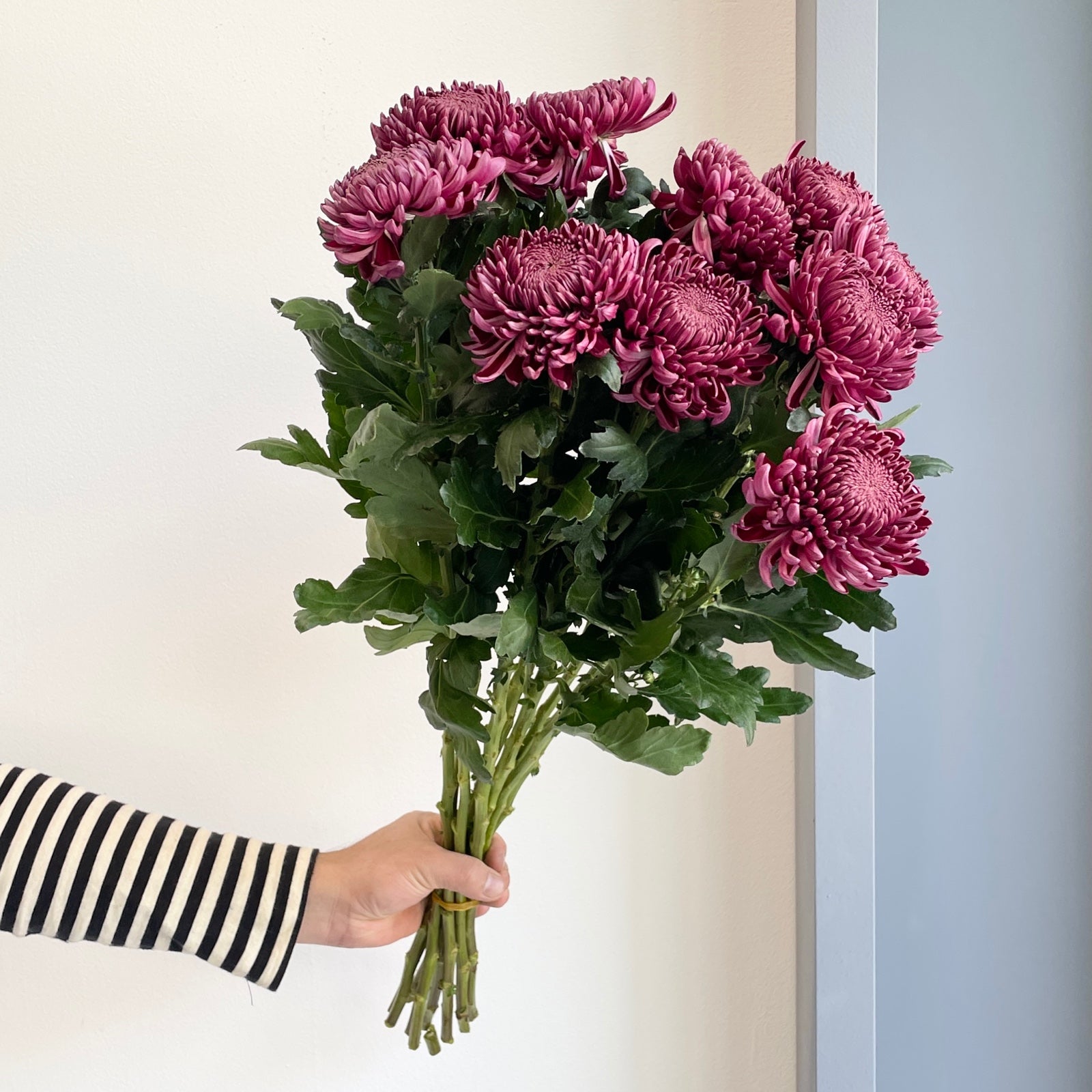 Chrysanthemums - Bigoudi Purple
