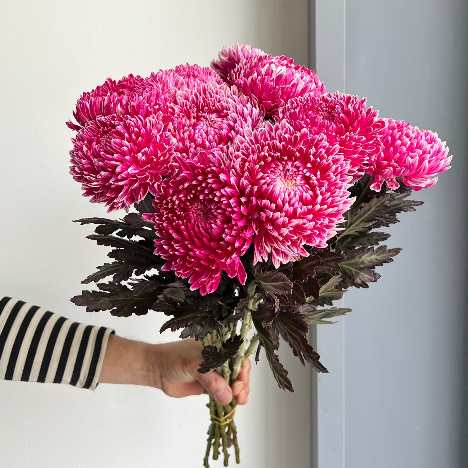 Chrysanthemum Peony - Dark Red (10 Stem)