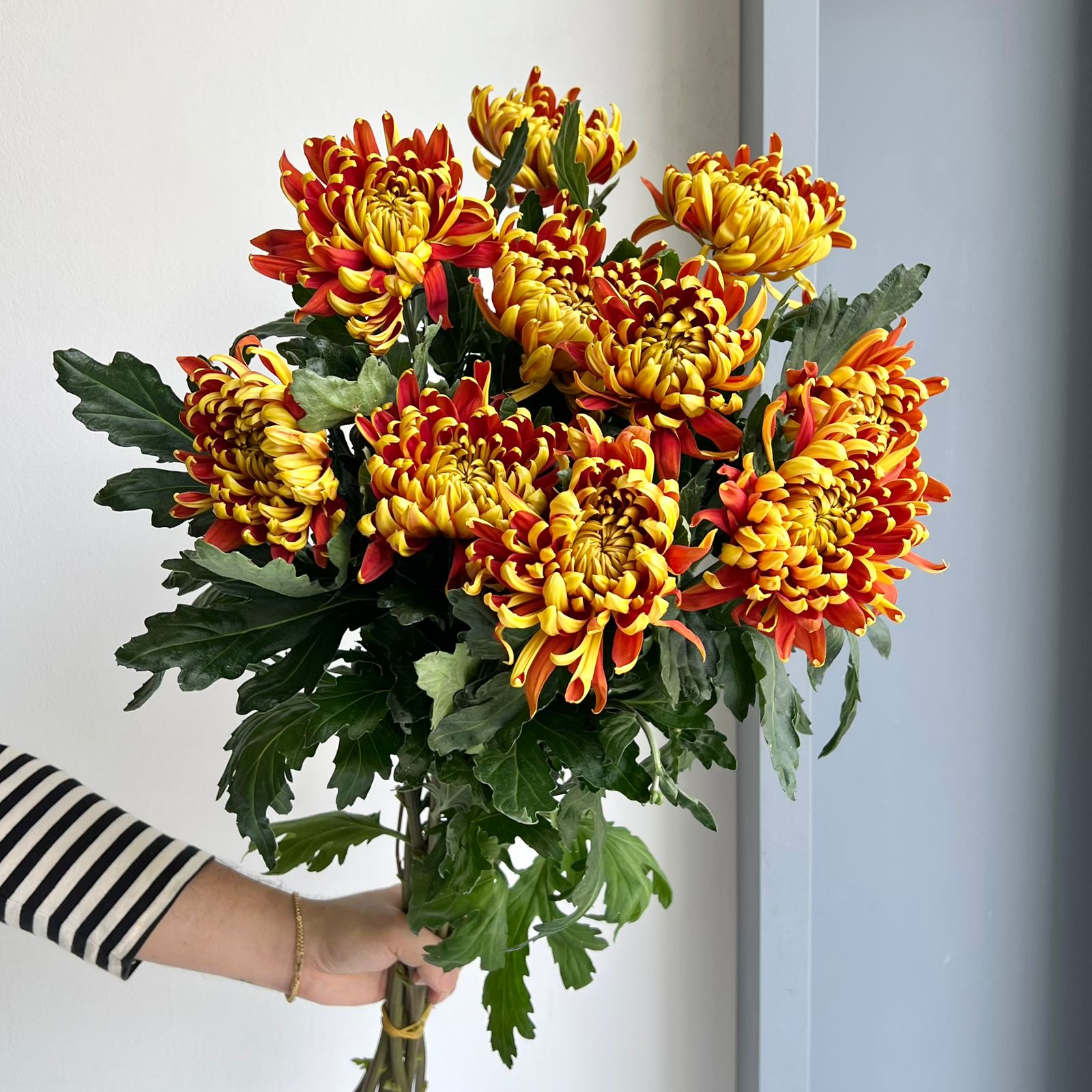 Chrysanthemums - Fuego Copper