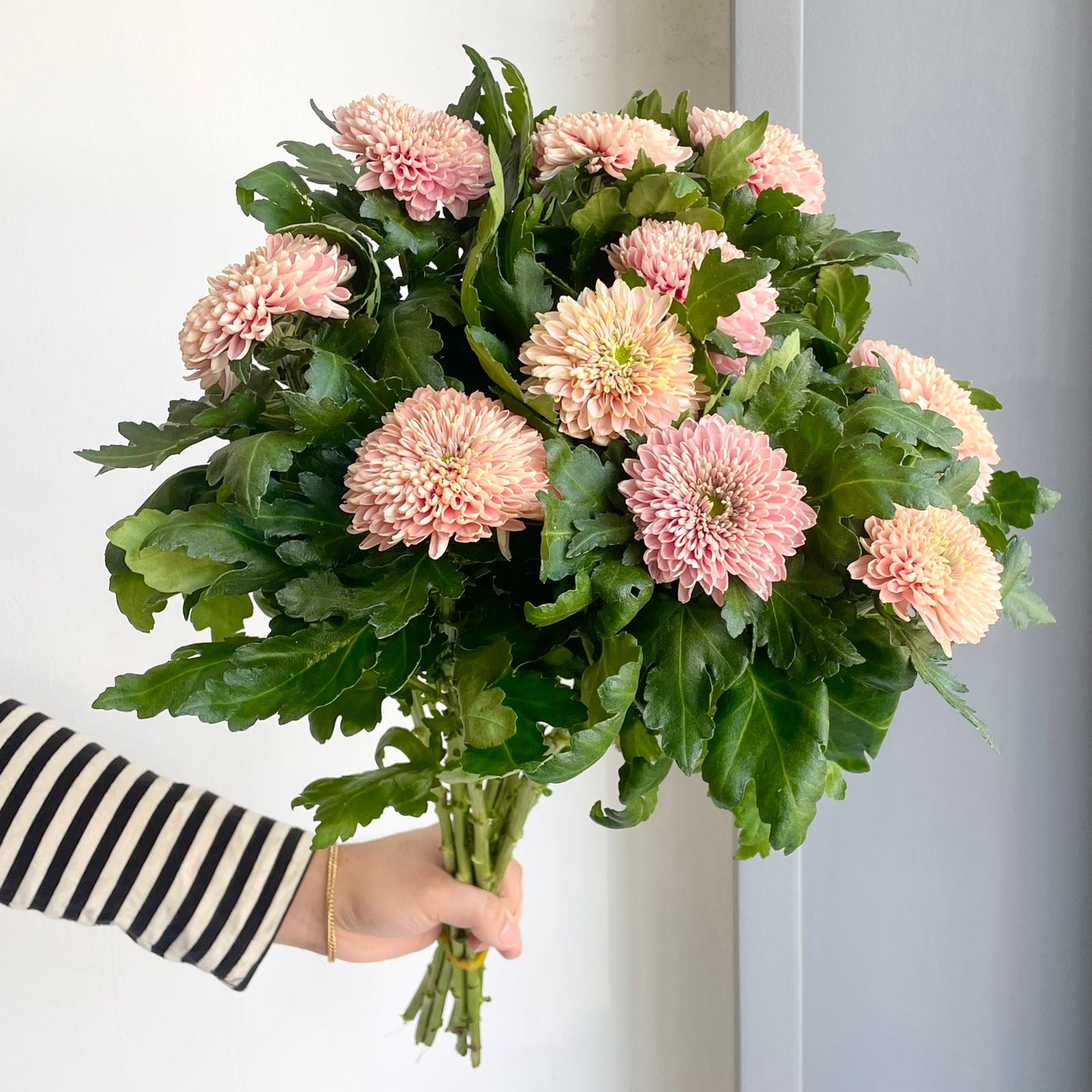 Chrysanthemums - Marielle Salmon