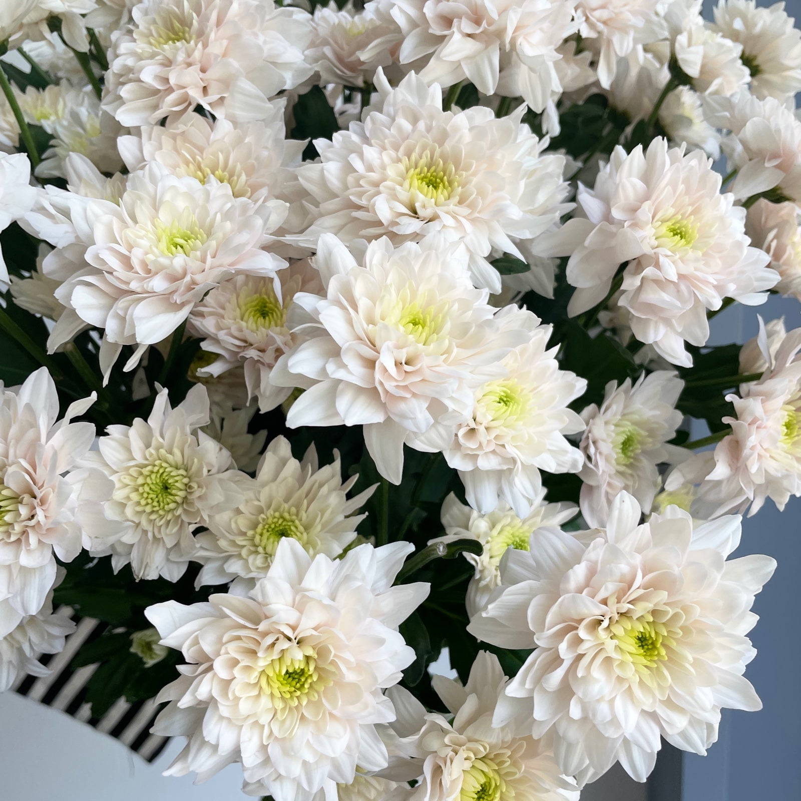 Chrysanthemum - Pastela Rose Pink