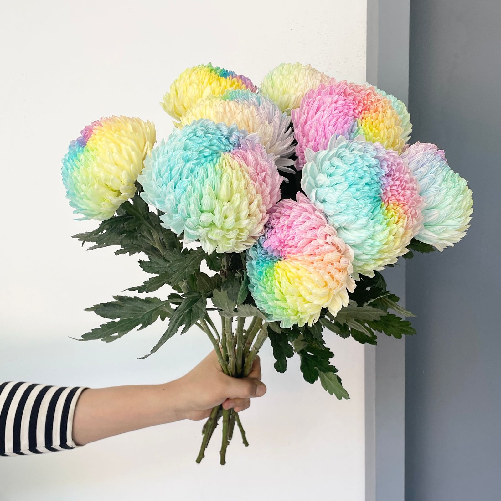 Chrysanthemum Peony - Cotton Candy (10 Stems)