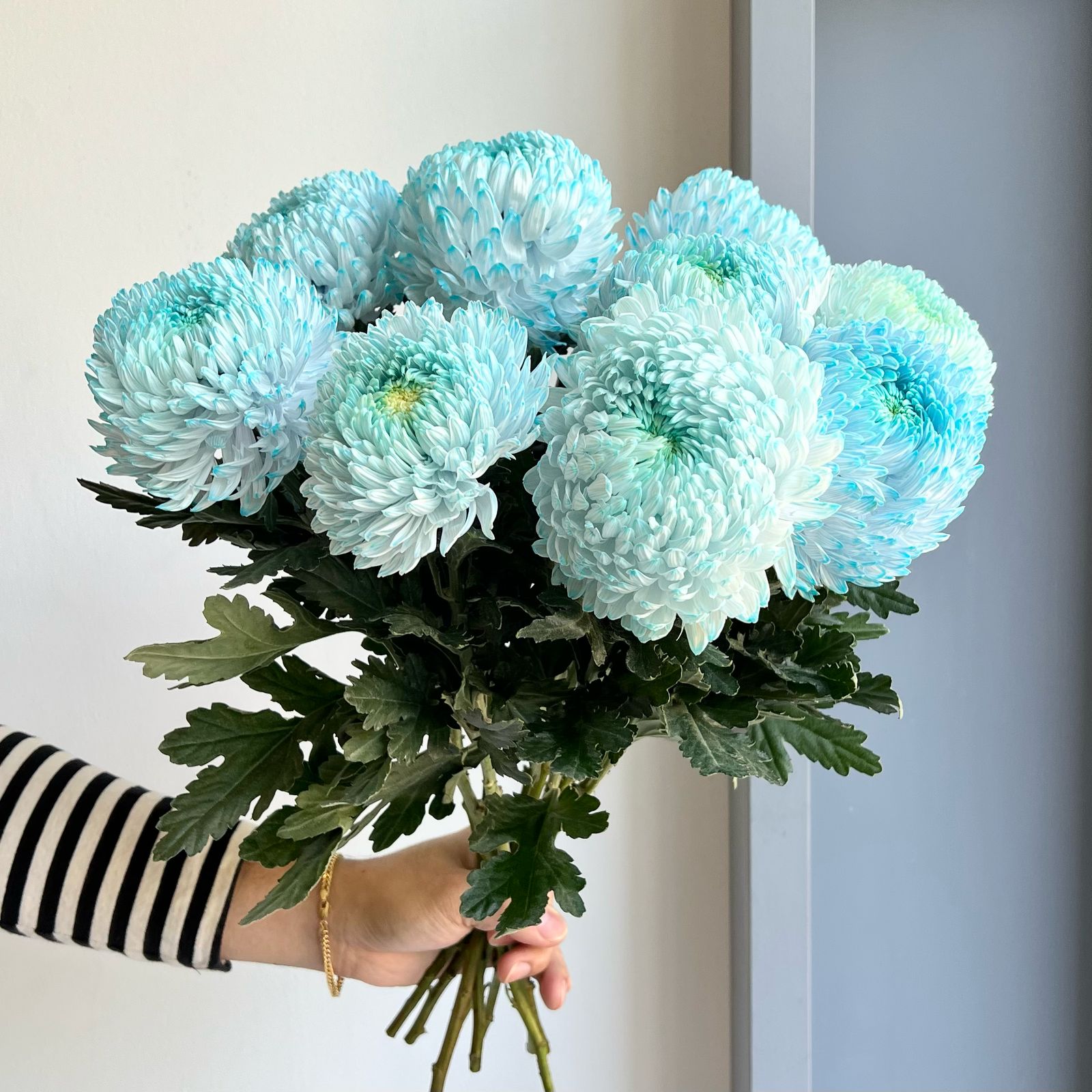 Chrysanthemum Peony - Cyan Blue (10 Stem)