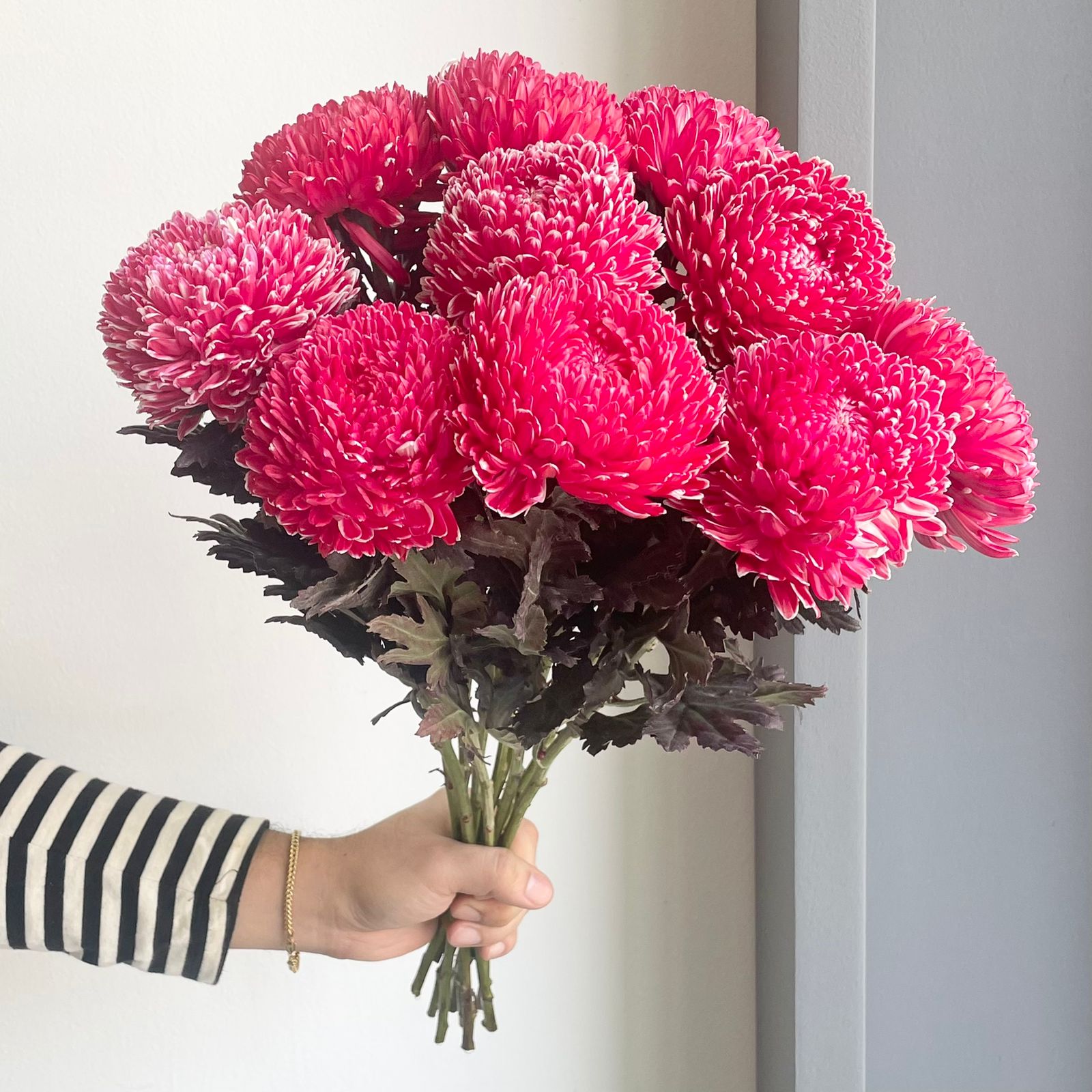Chrysanthemum Peony - Dark Red (10 Stem)