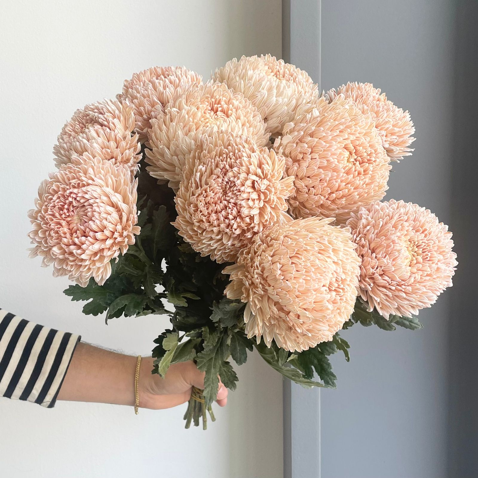 Chrysanthemum Peony - Light Latte