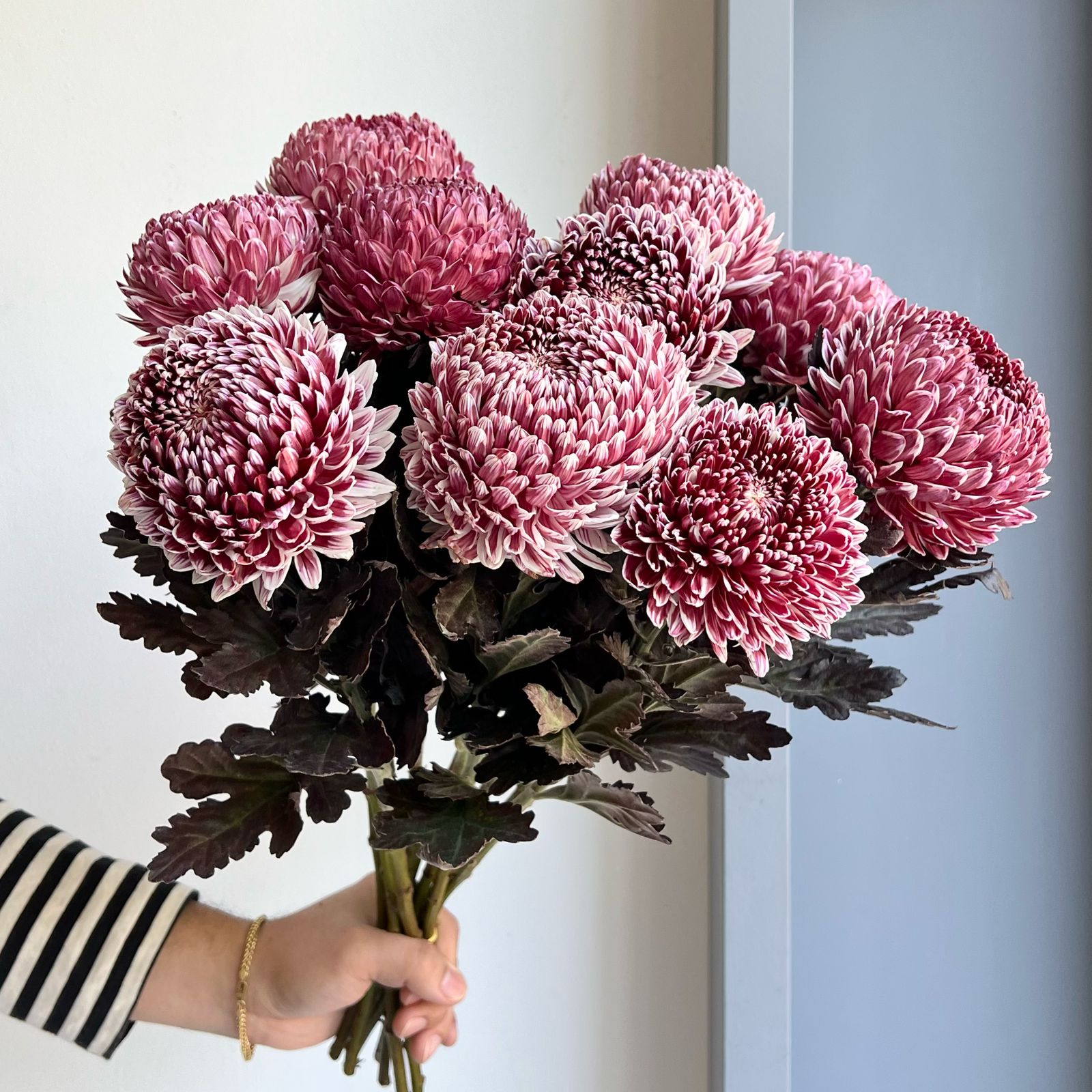 Chrysanthemum Peony - Maroon (10 Stem)