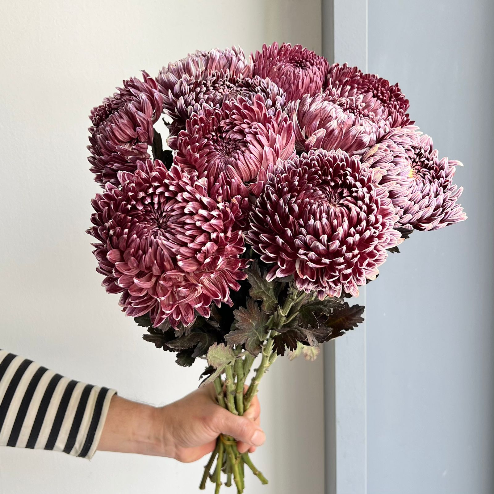 Chrysanthemum Peony - Maroon (10 Stem)