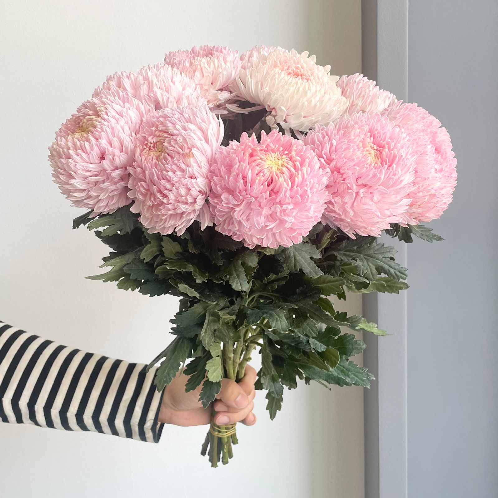 Chrysanthemum Peony - Pale Pink (10 Stem)