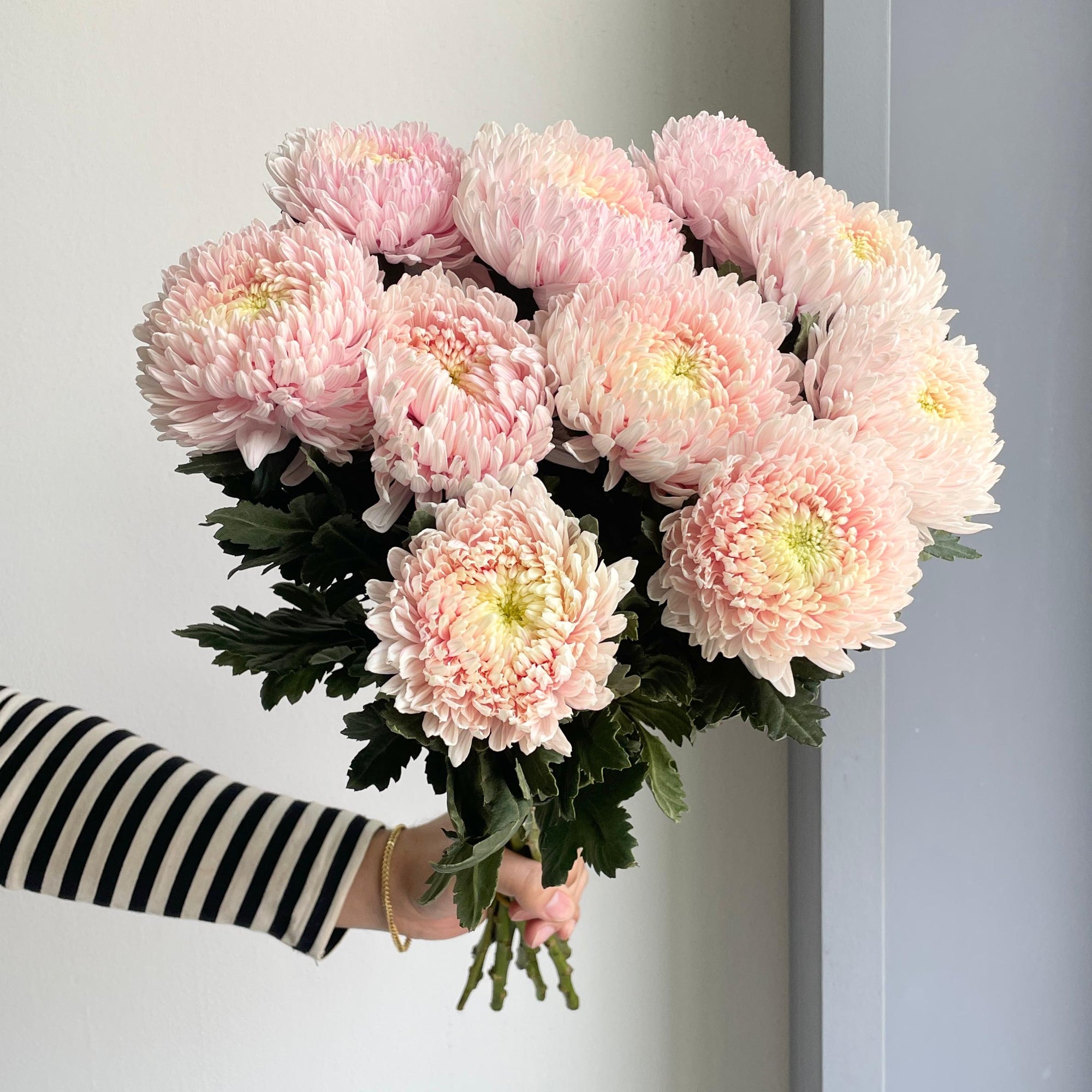 Chrysanthemum Peony - Pale Pink (10 Stem)