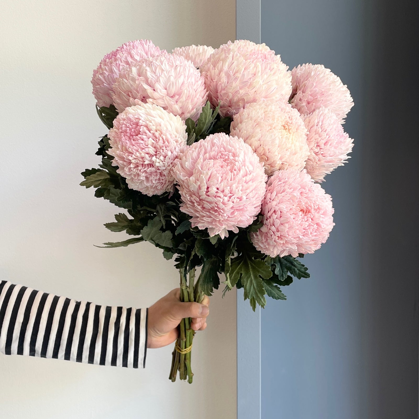 Chrysanthemum Peony - Light Pink (10 Stems)