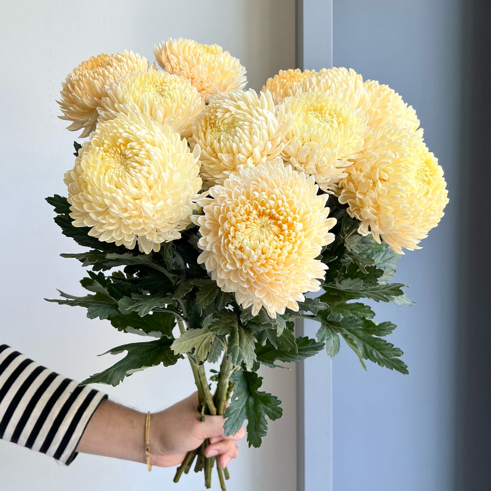 Chrysanthemum Peony - Pasture Peach (10 Stem)