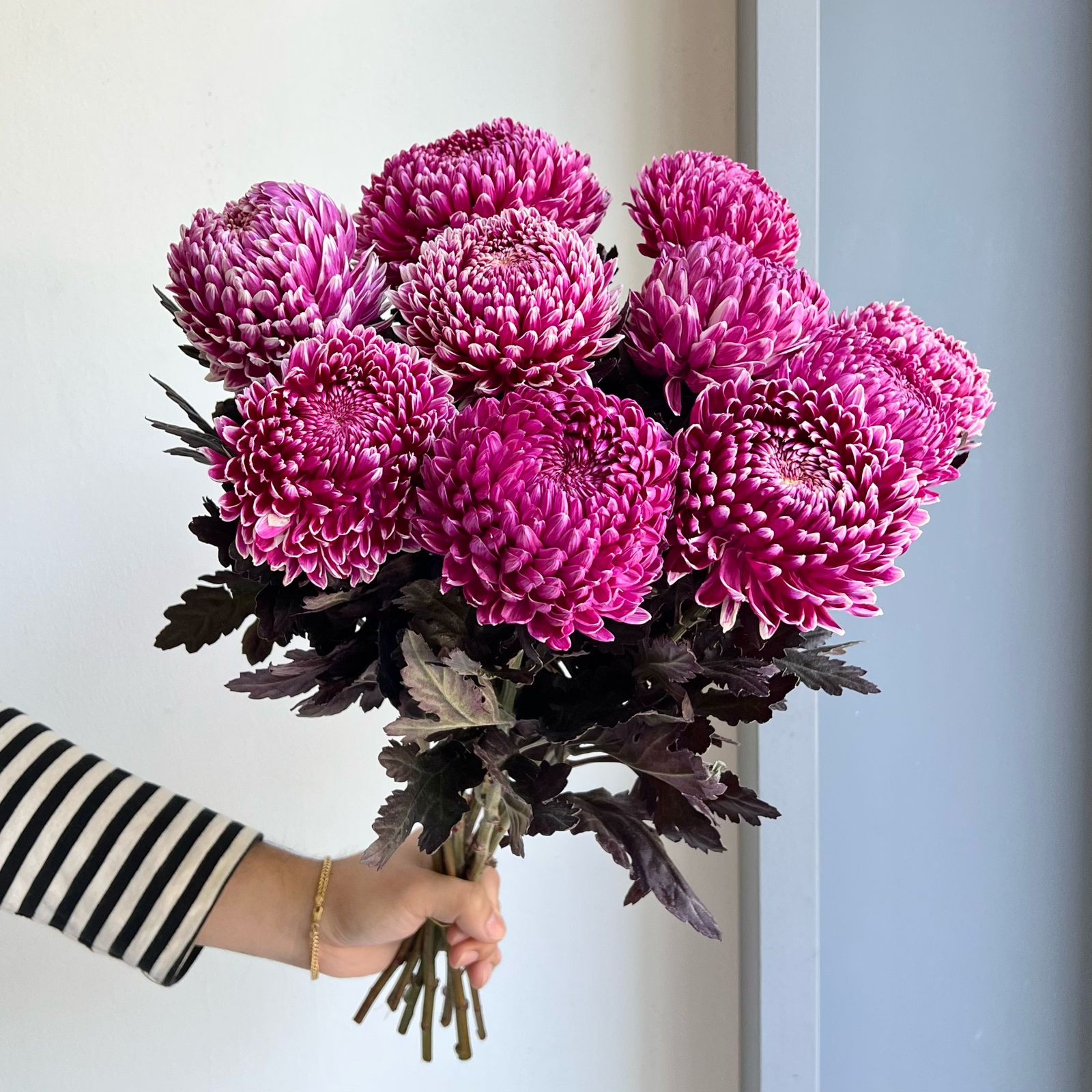 Chrysanthemum Peony - Violet Burgundy (10 Stem)
