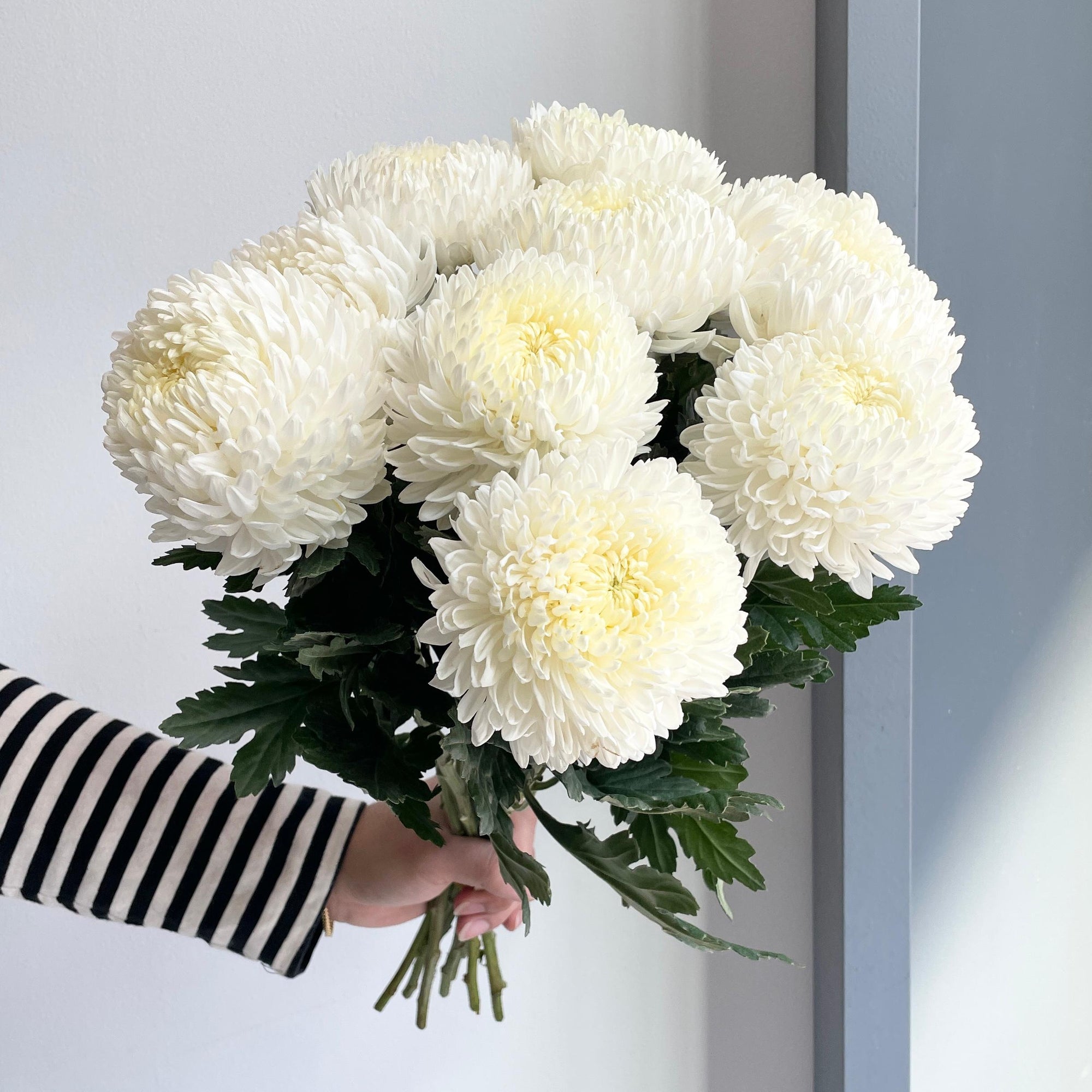 Chrysanthemum Peony - White (10 Stems)