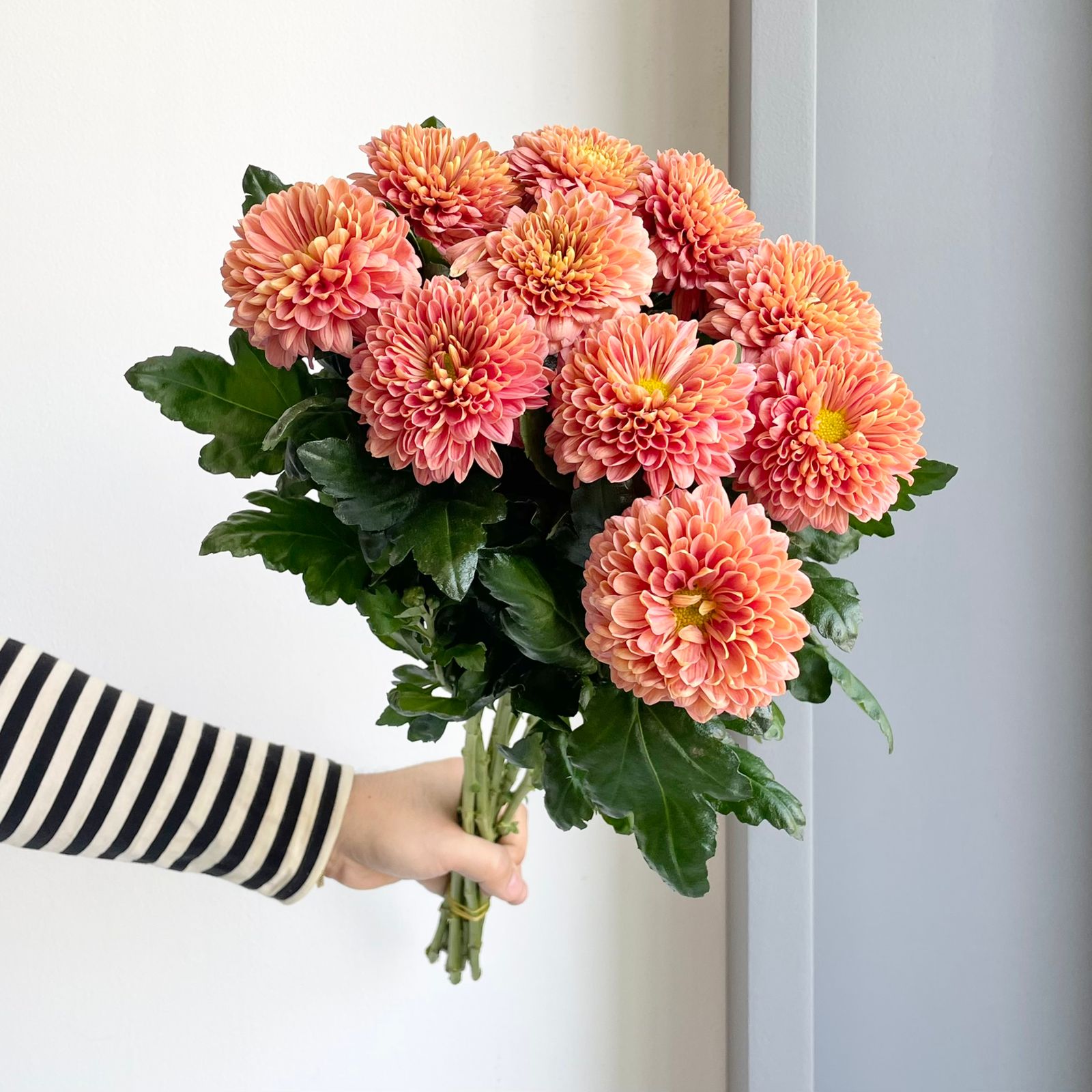 Chrysanthemums - Blend Salmon