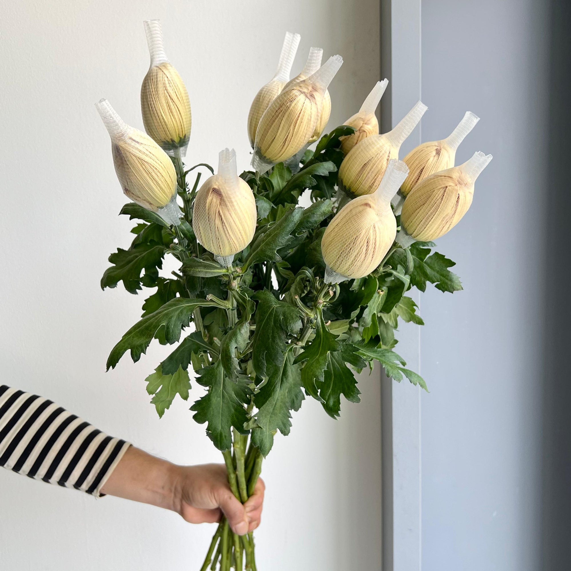 Chrysanthemums - Vienna Copper