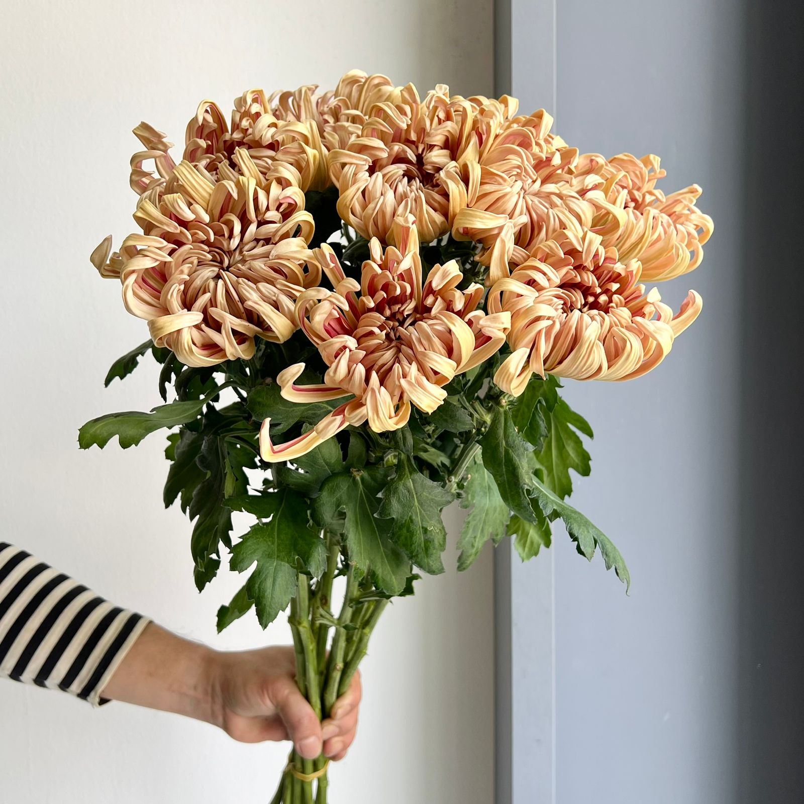 Chrysanthemums - Vienna Copper