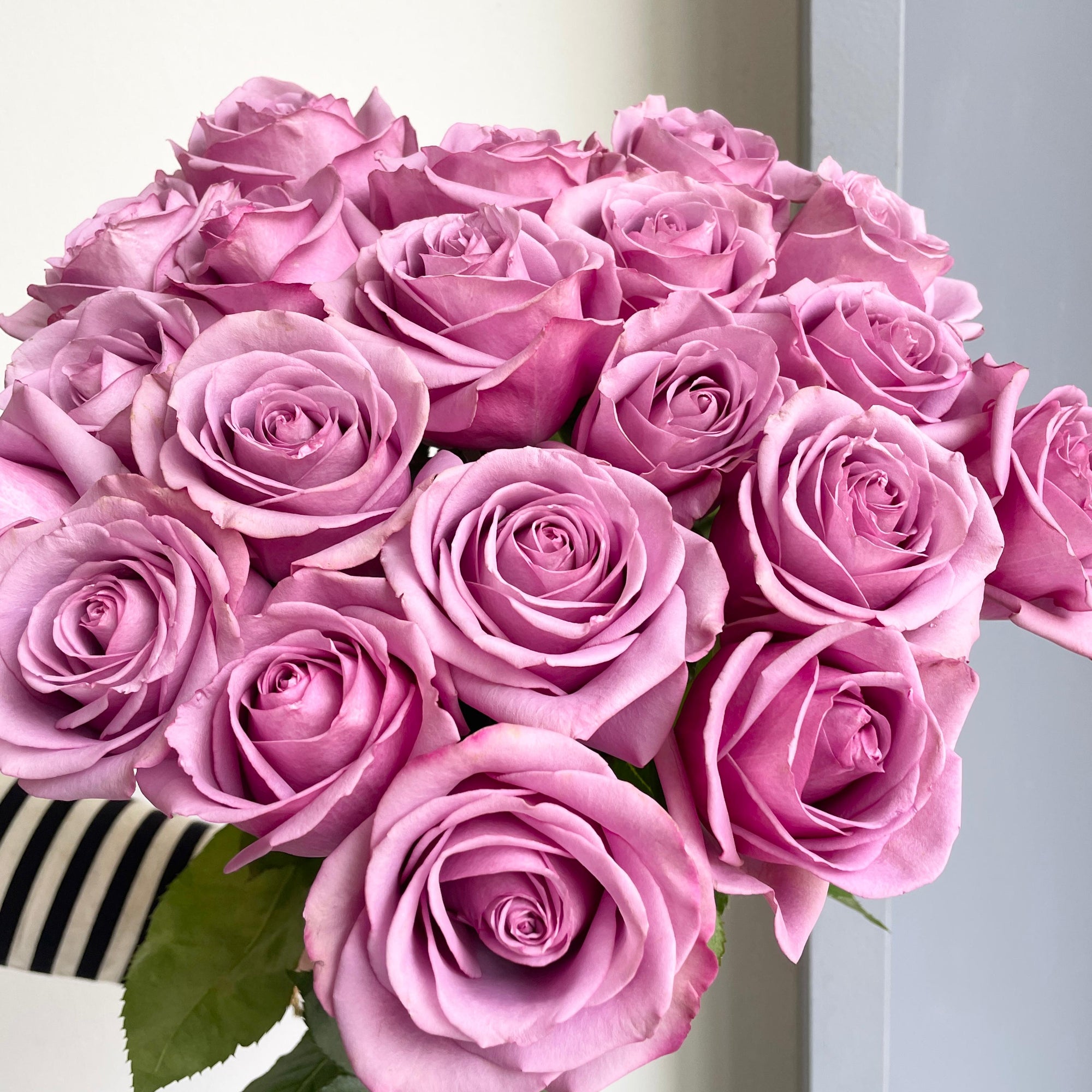 Roses - Cool Water Lavender
