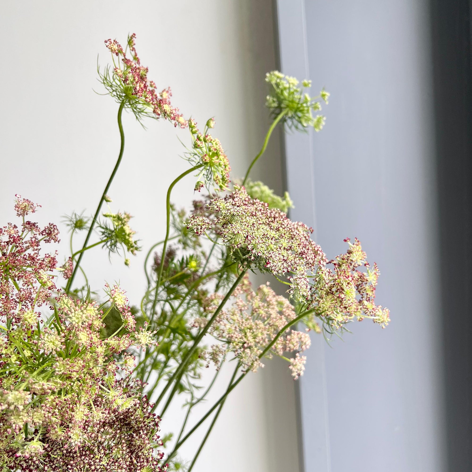 Daucus Carota Dara