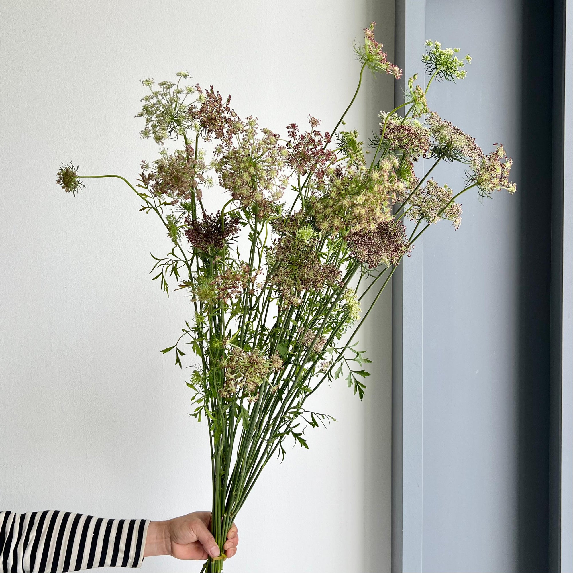 Daucus Carota Dara