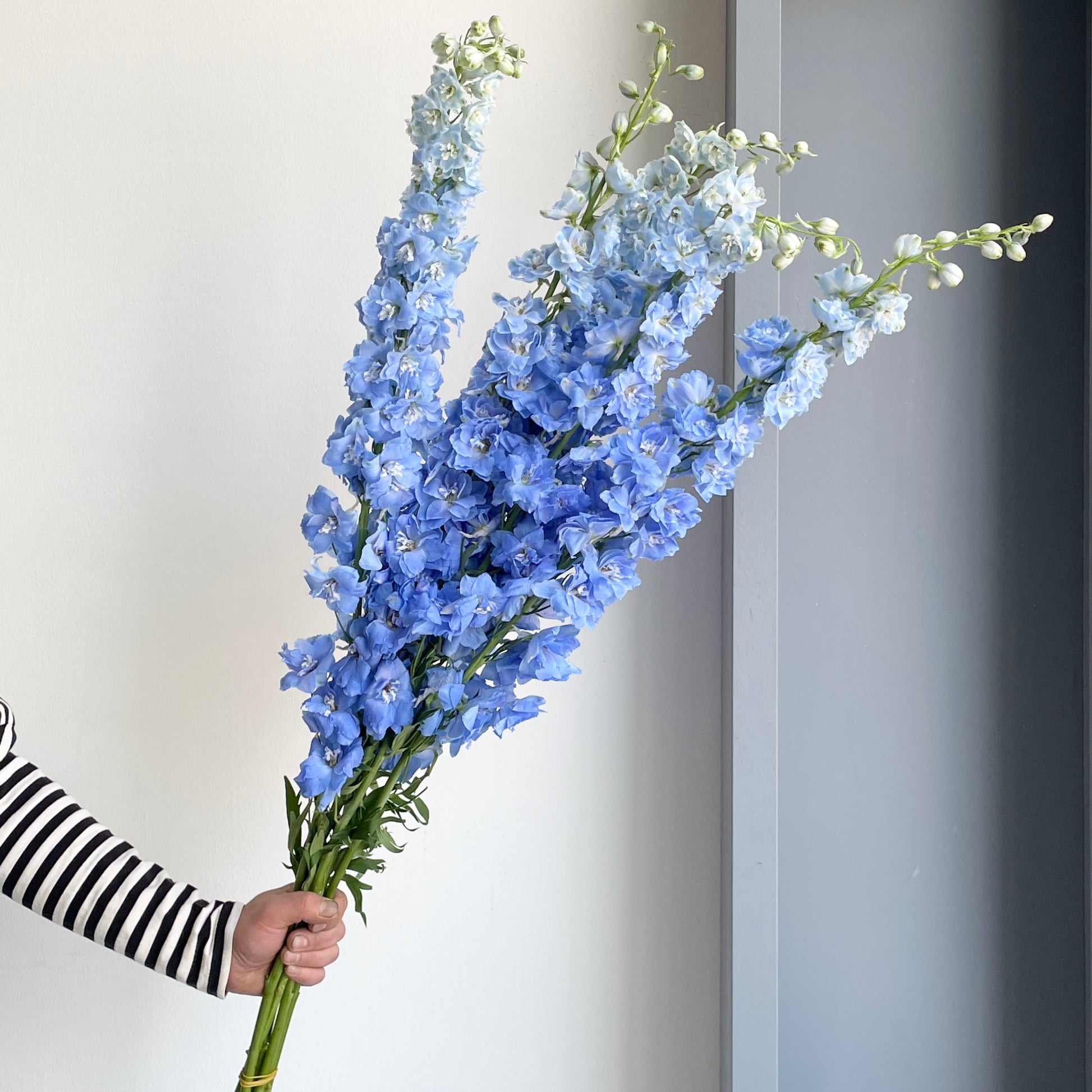 Florette_Flower_Market_Delphinium_Blue-100cm