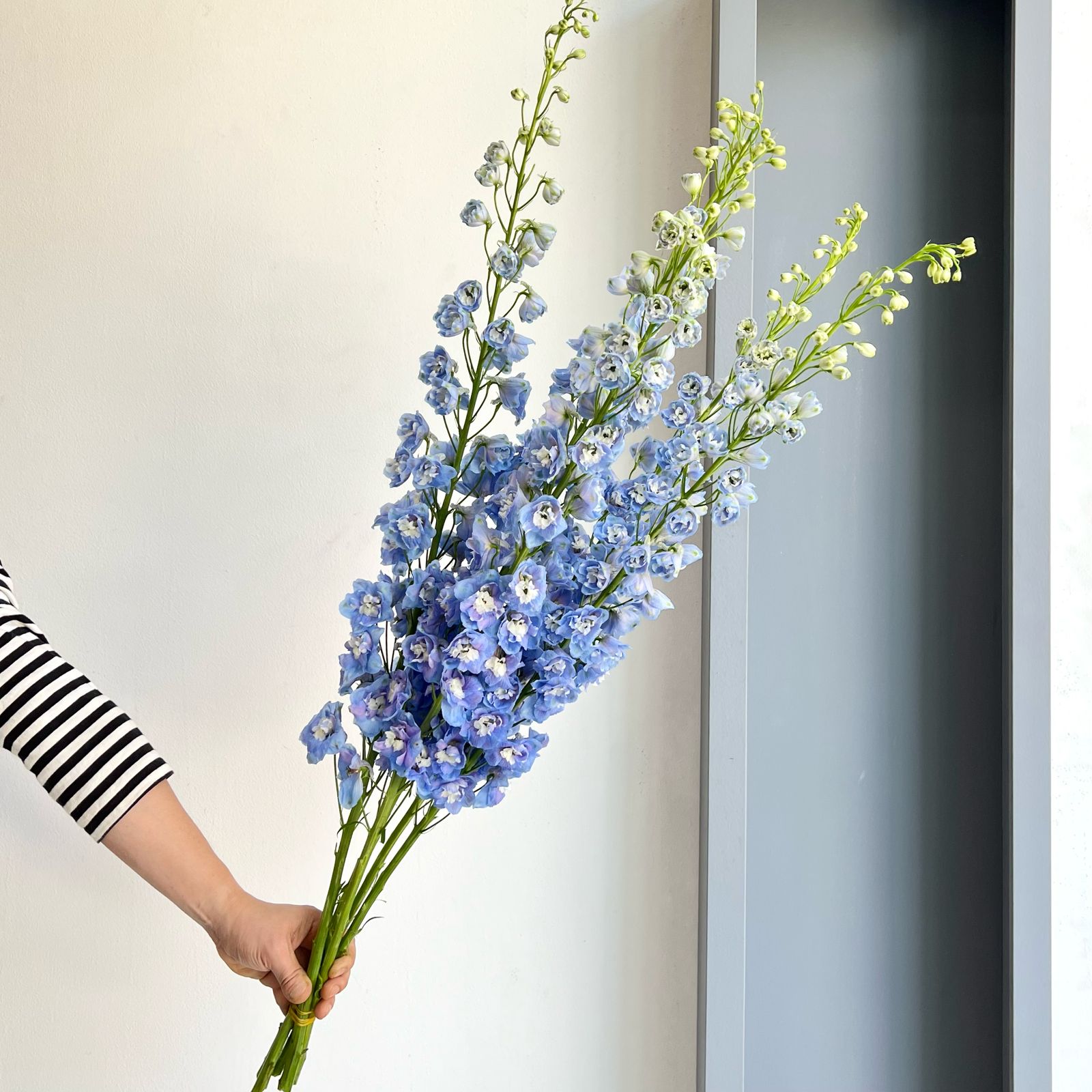 Delphiniums - Light Blue