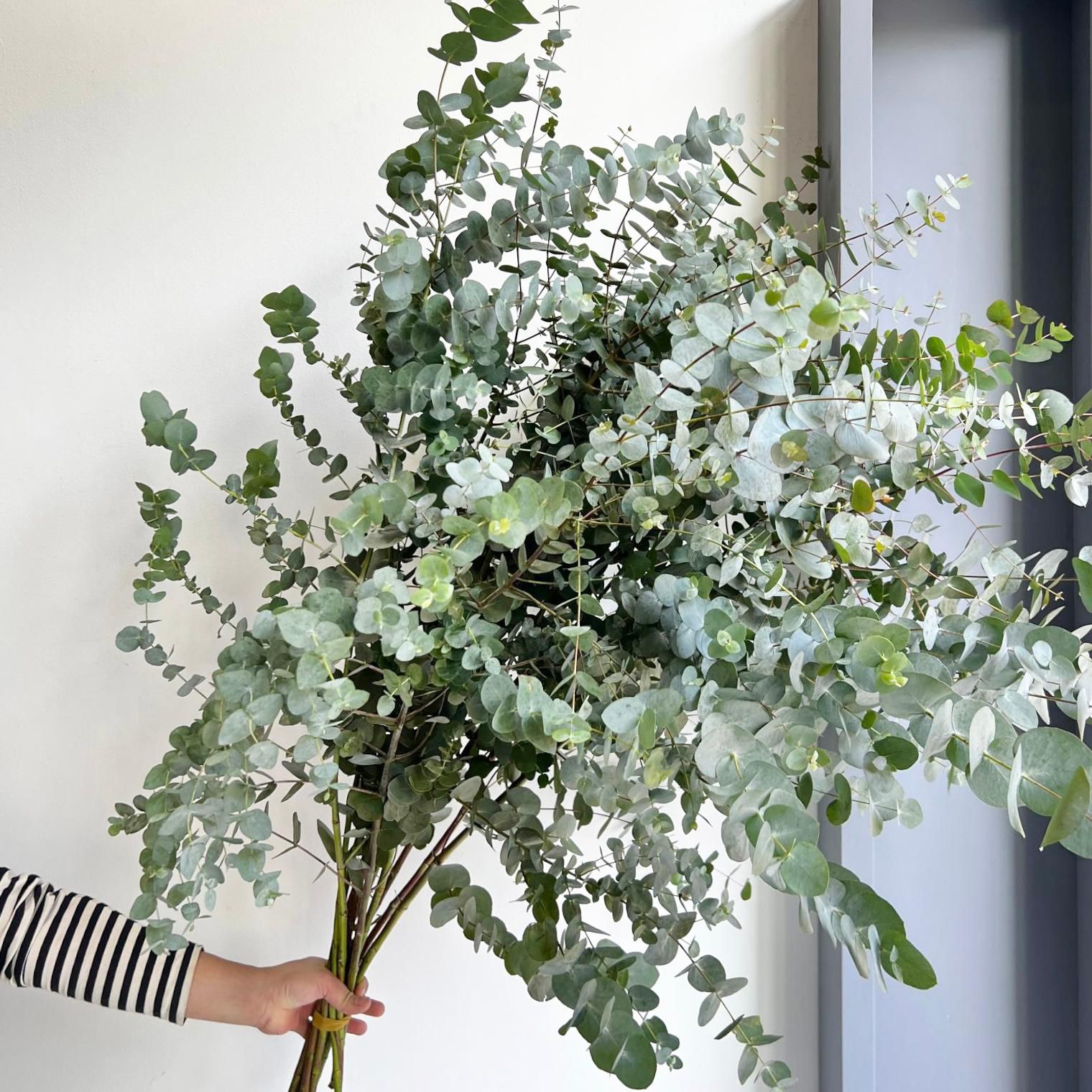 Eucalyptus Cinerea Branches Tall XL (140cm)