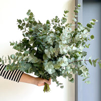 Florette_Flower_Market_Eucalyptus_Ceneria