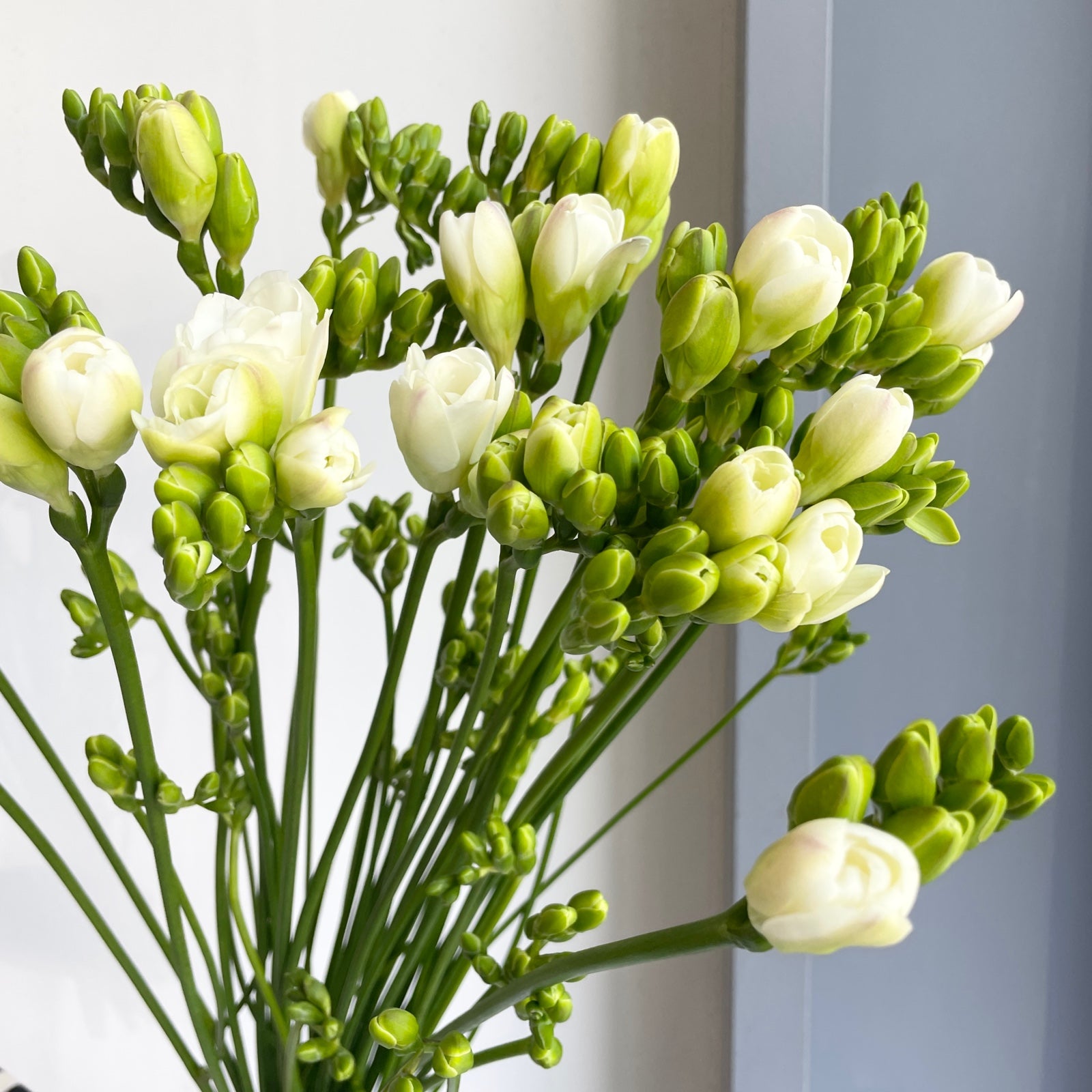 Freesias Double - Versailles White