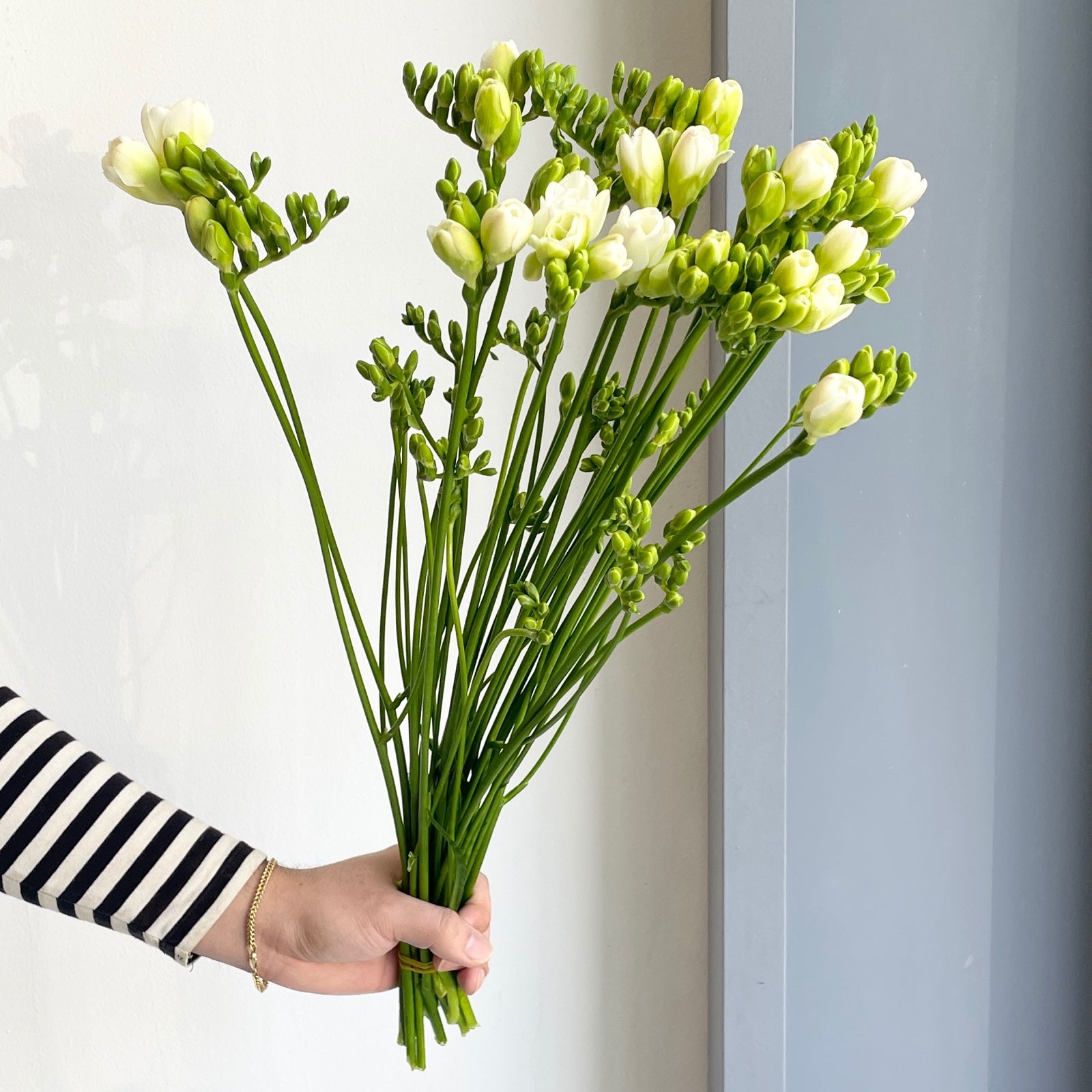 Freesias Double - Versailles White